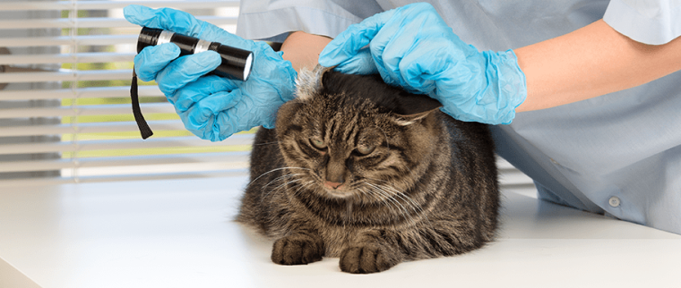 chat chez le vétérinaire